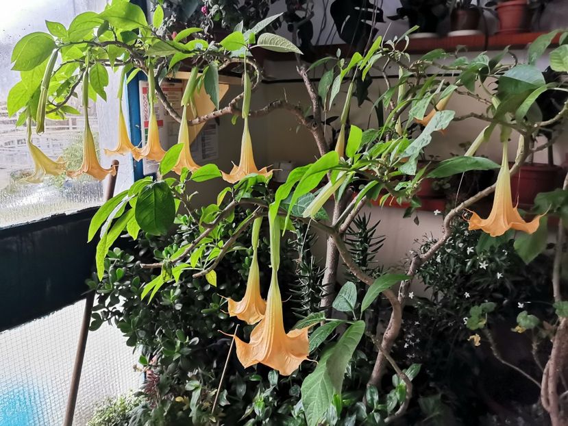  - Brugmansia 2020