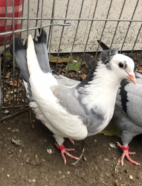 DB6227C9-B2E3-40A0-9958-A64FED08ABC5 - Pui Zburator Beograd