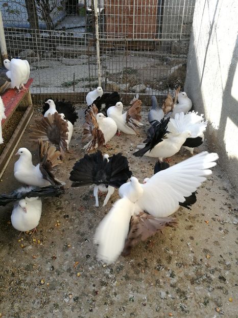  - B ___ VOLTATI CU COADA ROSIE