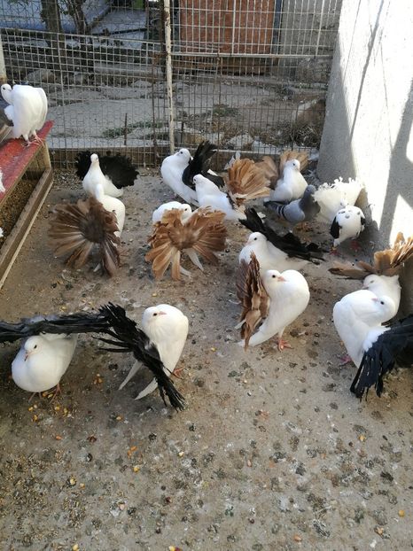  - B ___ VOLTATI CU COADA ROSIE