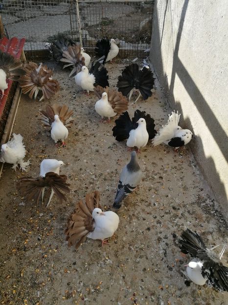  - B ___ VOLTATI CU COADA ROSIE