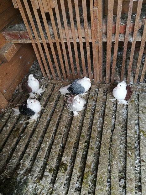  - D ___ CRETI  FRANCEZI CAPACITI