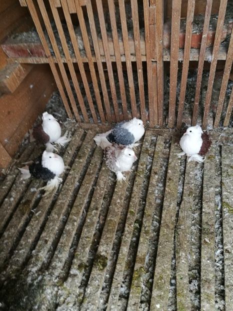  - D ___ CRETI  FRANCEZI CAPACITI