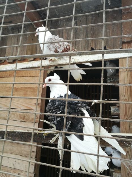  - D ___ CRETI  FRANCEZI CAPACITI