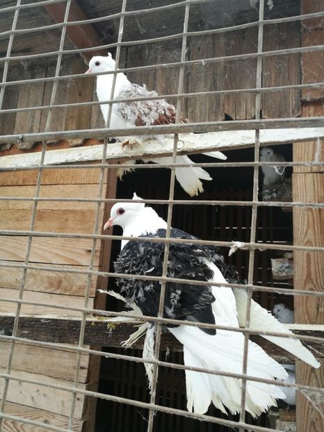  - D ___ CRETI  FRANCEZI CAPACITI