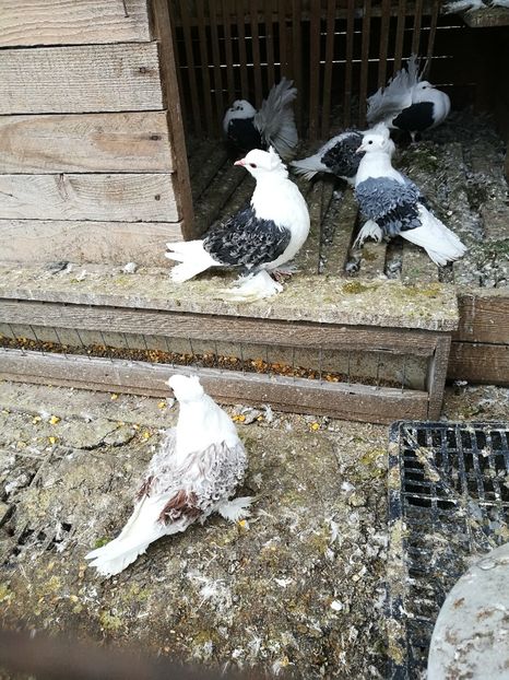  - D ___ CRETI  FRANCEZI CAPACITI