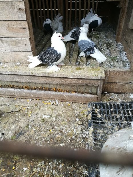  - D ___ CRETI  FRANCEZI CAPACITI