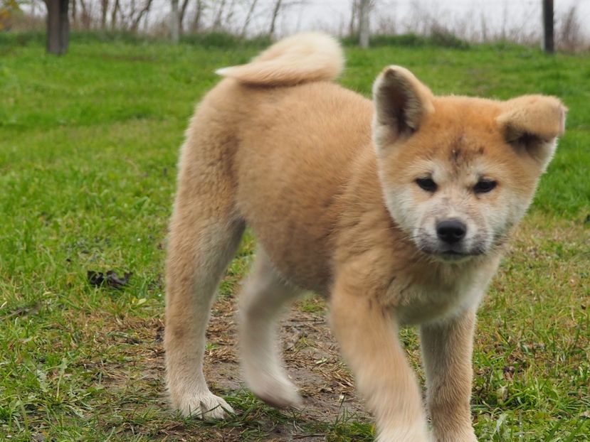 Akita Inu - Akita Inu