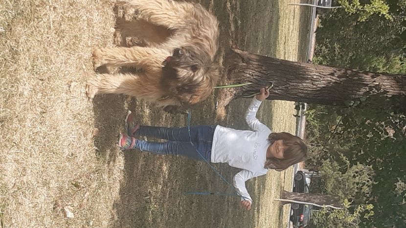 Ciobanesc de Brie Briard - BRIARD Ciobanesc de BRIE