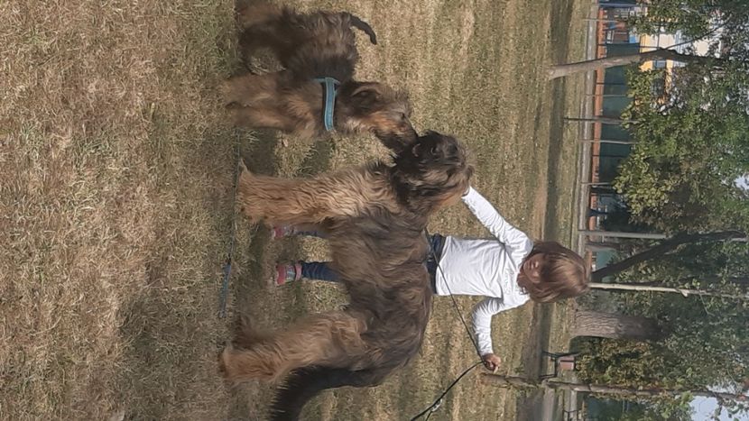 Ciobanesc de Brie Briard - BRIARD Ciobanesc de BRIE