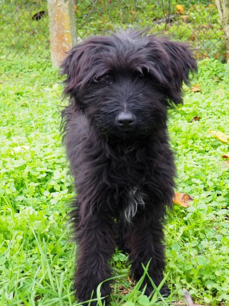 Wăeller Tero - BRIARD Ciobanesc de BRIE