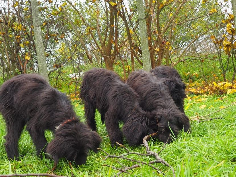 Wäeller Tero... - BRIARD Ciobanesc de BRIE
