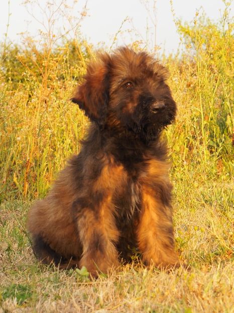 Ciobanesc de Brie Briard - BRIARD Ciobanesc de BRIE