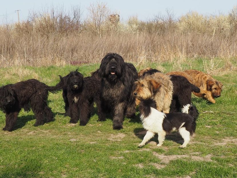 Ciobanesc de Brie Briard - BRIARD Ciobanesc de BRIE