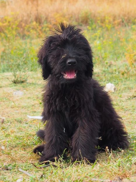 Ciobanesc de Brie Briard - BRIARD Ciobanesc de BRIE