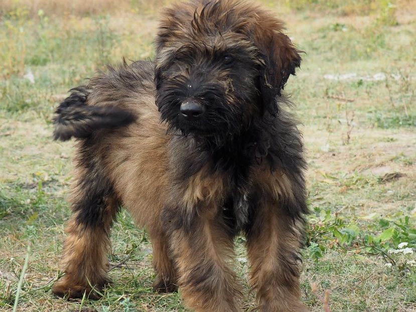 Ciobanesc de Brie Briard - BRIARD Ciobanesc de BRIE