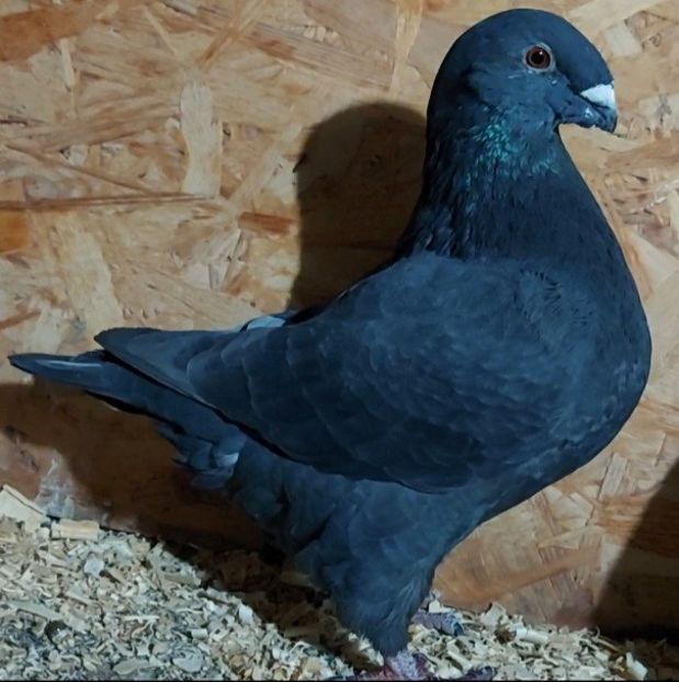  - 3---AGH DAȚI 2019 - 2025