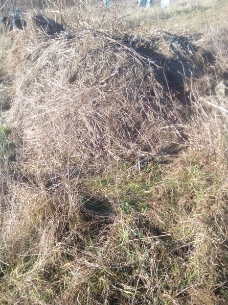 6compost lemn,fan,etc - AFINUL SIBERIAN