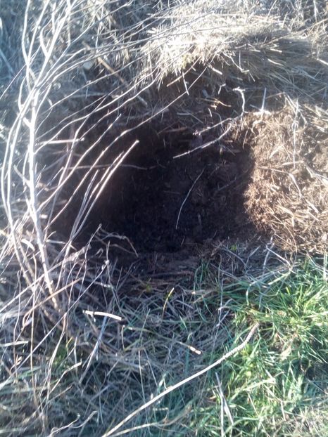 7pamant din compost - AFINUL SIBERIAN