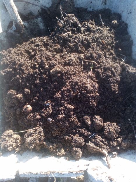 8pamantul din compost - AFINUL SIBERIAN