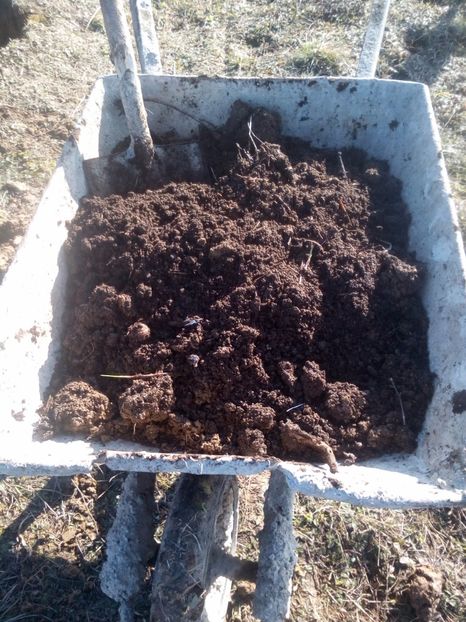 8pamantul din compost - AFINUL SIBERIAN