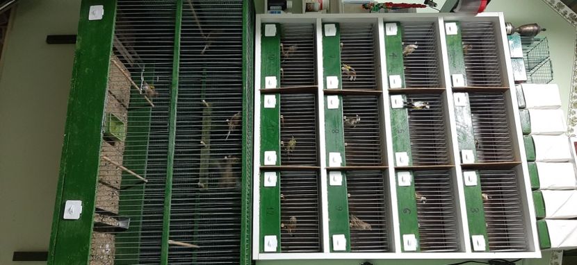  - Pietrusel sticleti