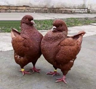 113989836_XGDIGOQ - Rase de porumbei