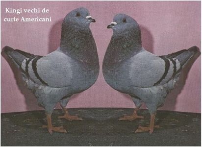 113986793_NEJGAOP3 - Rase de porumbei
