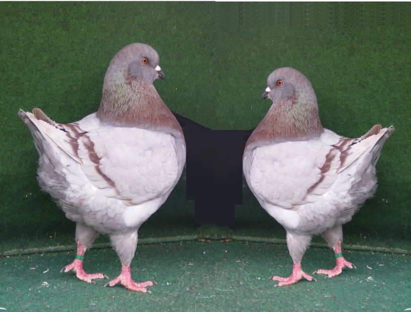 kingi arginti. - Rase de porumbei