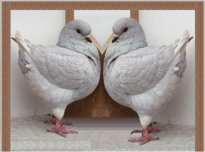 kingi cenuși deschiși. - Rase de porumbei