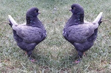 113989827_SQOGWUH - Rase de porumbei