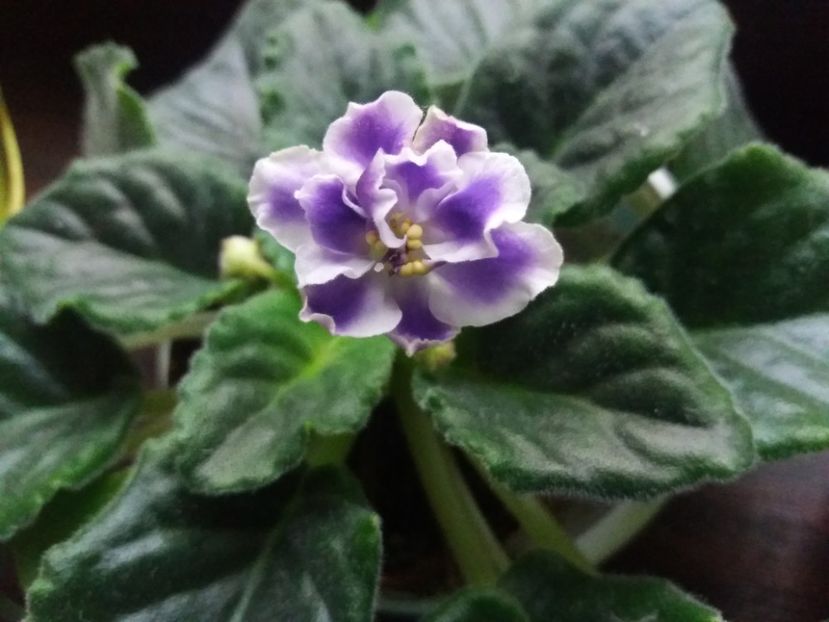  - Violete-Multumesc pt minunatul dar !
