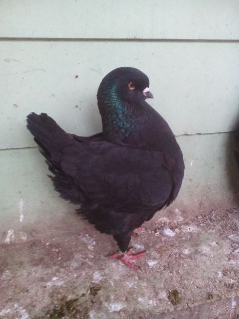 29214453_140599570102639_2735420325285068800_o - Rase de porumbei