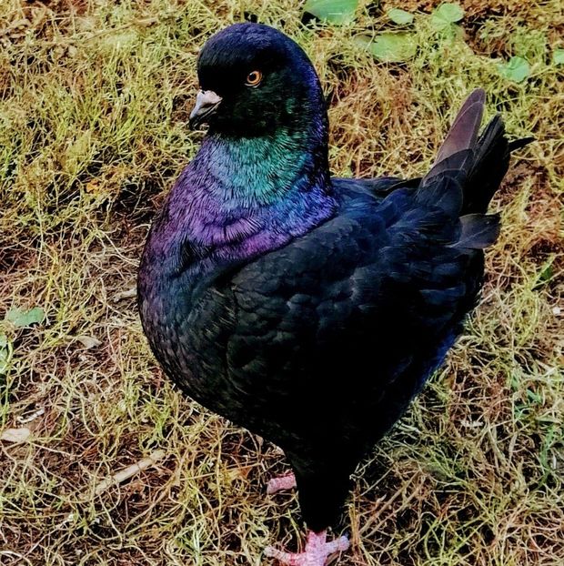 125374153_842457646528539_7427235672633461311_o - Rase de porumbei