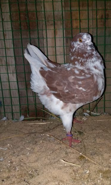 125501821_383335483111358_453199846114472496_o - Rase de porumbei