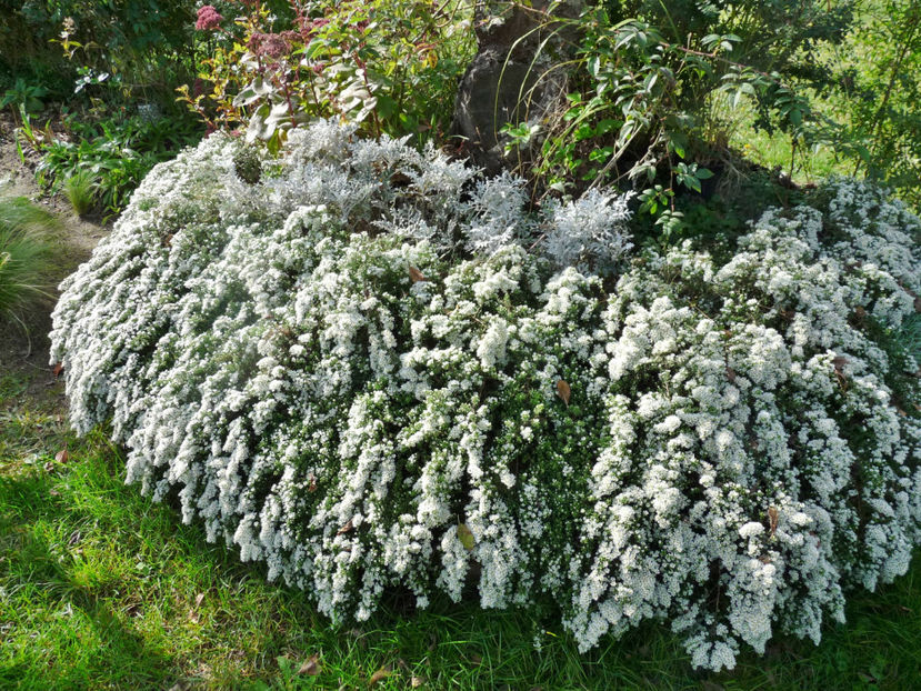 25. octombrie - 00_Sub cires