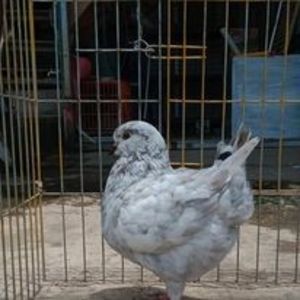 124088627_418909729518054_6896663392955482613_o - Rase de porumbei