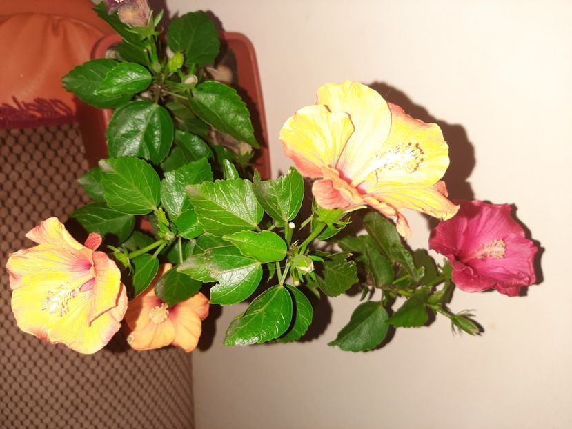  - Florile mele decembrie 2020