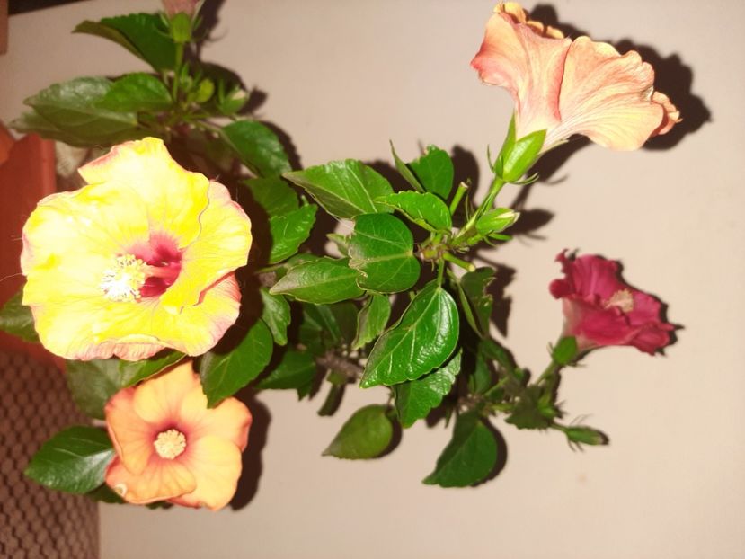  - Florile mele decembrie 2020