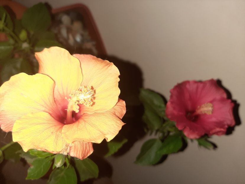  - Florile mele decembrie 2020