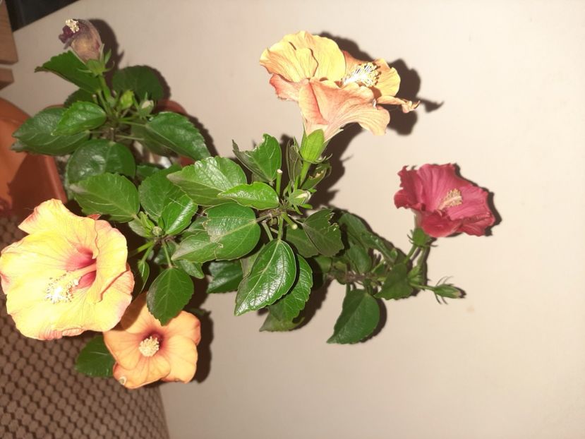  - Florile mele decembrie 2020