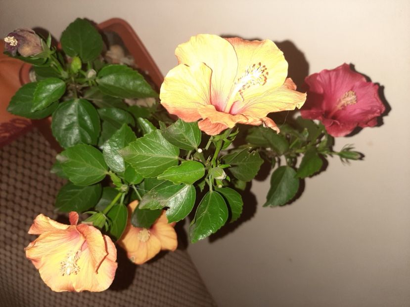  - Florile mele decembrie 2020