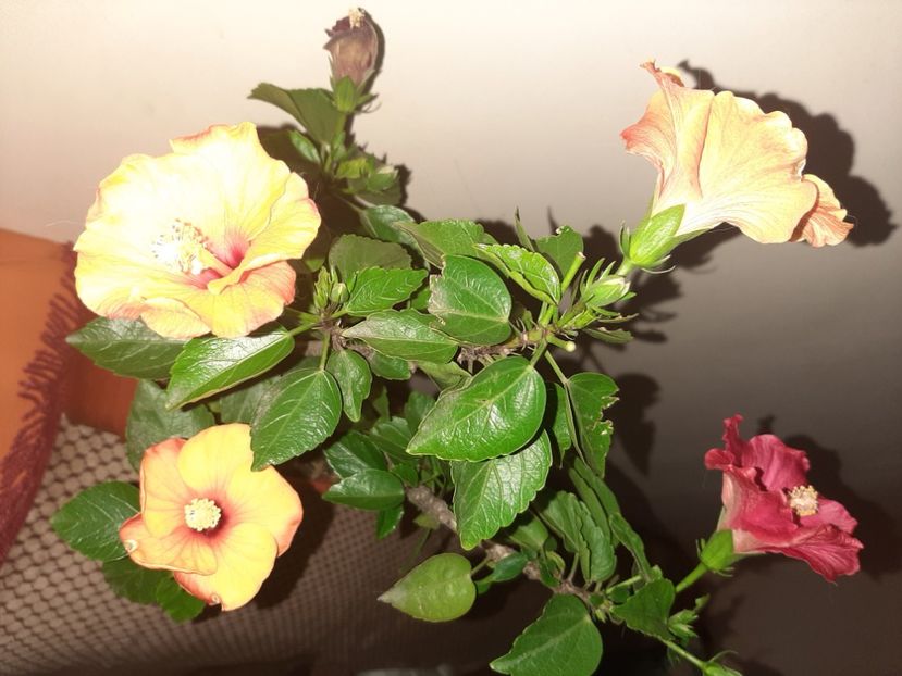  - Florile mele decembrie 2020