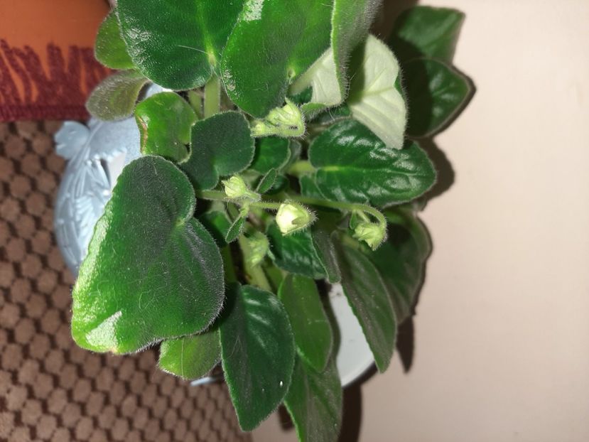  - Florile mele decembrie 2020