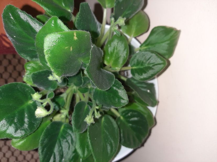  - Florile mele decembrie 2020