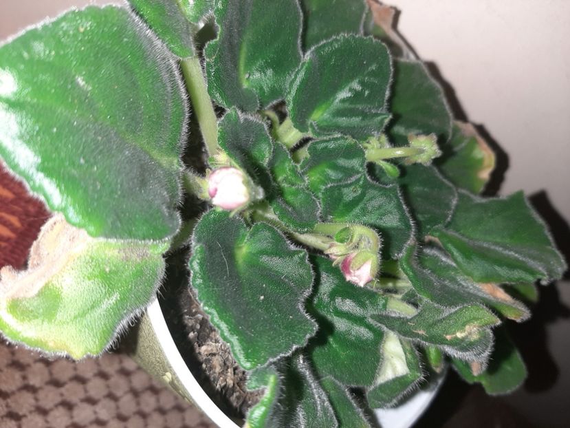  - Florile mele decembrie 2020