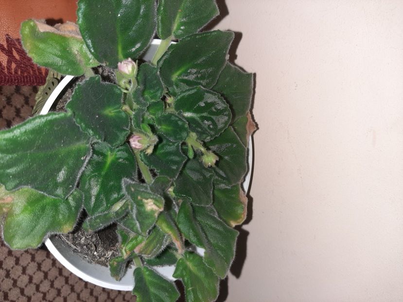  - Florile mele decembrie 2020