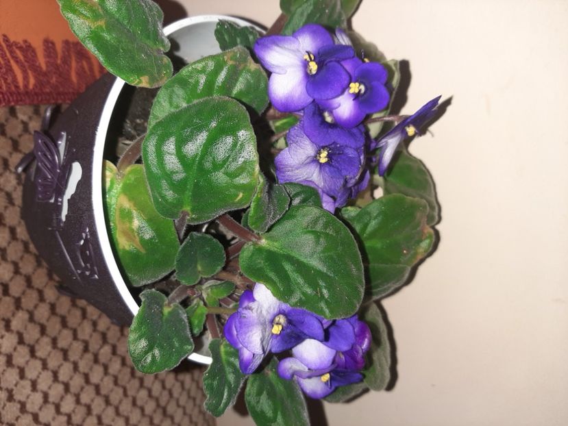  - Florile mele decembrie 2020