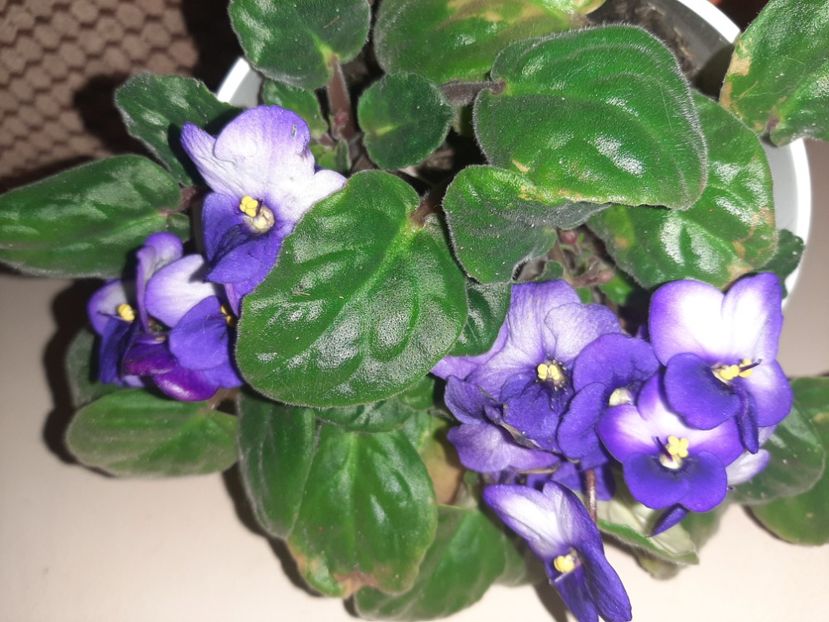  - Florile mele decembrie 2020