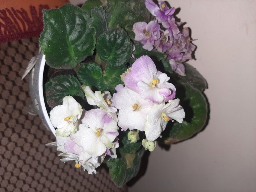  - Florile mele decembrie 2020